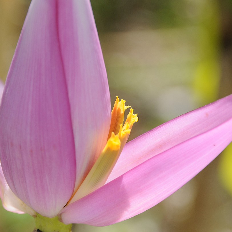 DSC_8078 Homestead, Fruit & Spice Park, Florida, USA