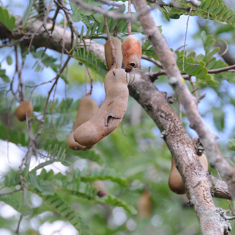 DSC_8080 Homestead, Fruit & Spice Park, Florida, USA