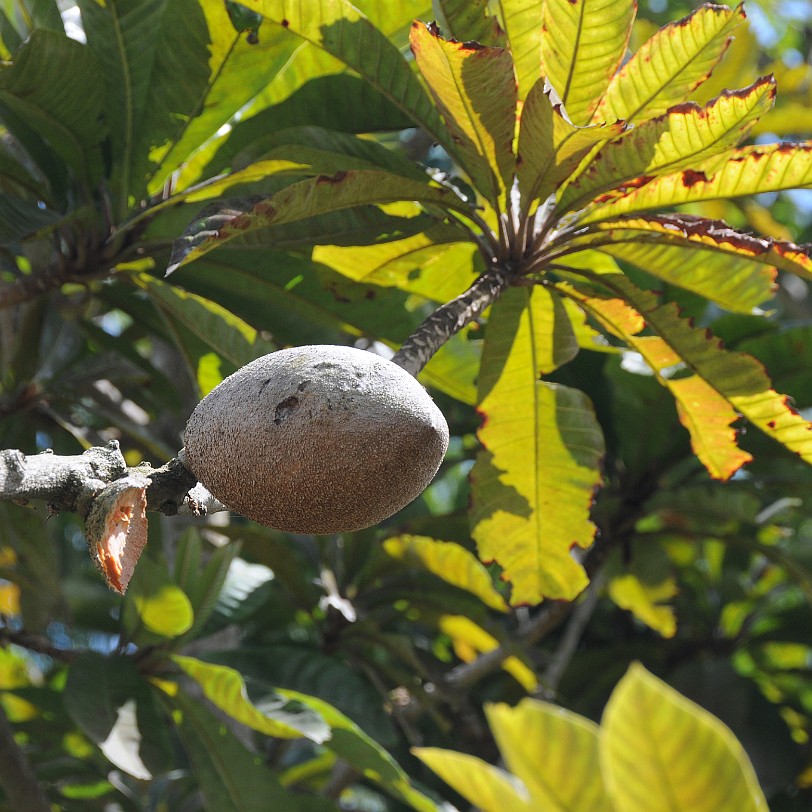 DSC_8081 Homestead, Fruit & Spice Park, Florida, USA