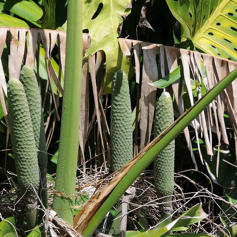 DSC_8084 Homestead, Fruit & Spice Park, Florida, USA