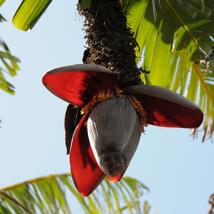 DSC_8092 Homestead, Fruit & Spice Park, Florida, USA