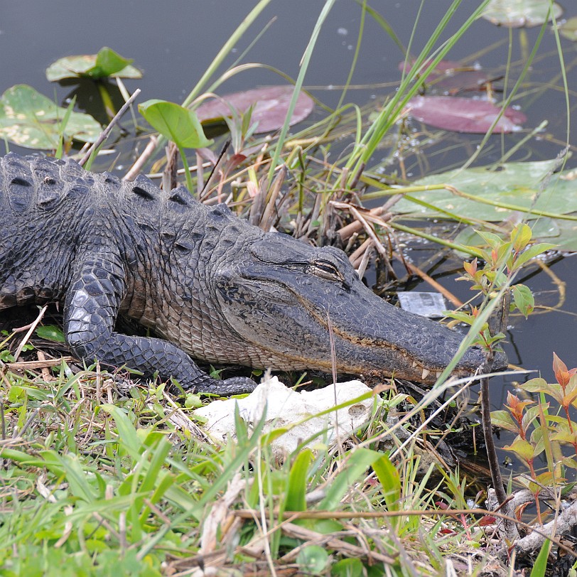 DSC_8186 Florida City nach Naples, Shark Valley Nationalpark, Florida, USA Der 