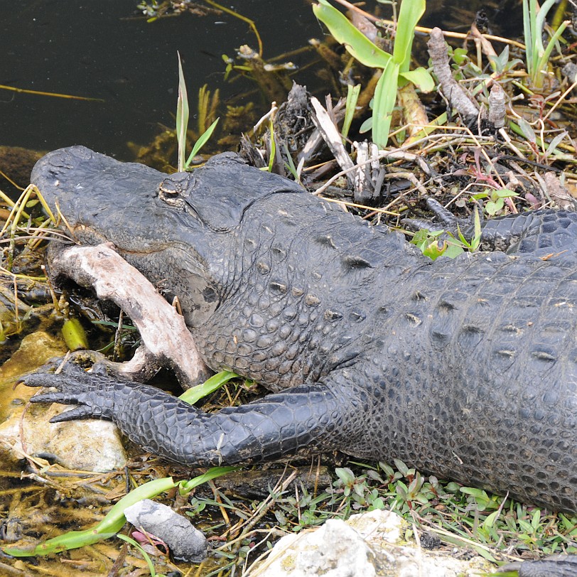 DSC_8190 Florida City nach Naples, Shark Valley Nationalpark, Florida, USA