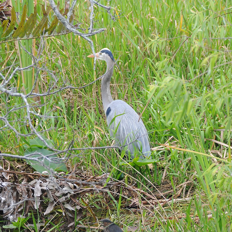 DSC_8191 Florida City nach Naples, Shark Valley Nationalpark, Florida, USA