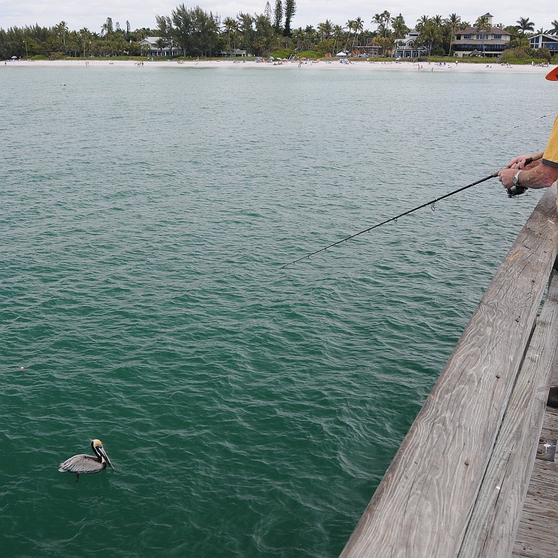 DSC_8303 Naples, Pier & Beach, Golf von Mexico, Florida, USA
