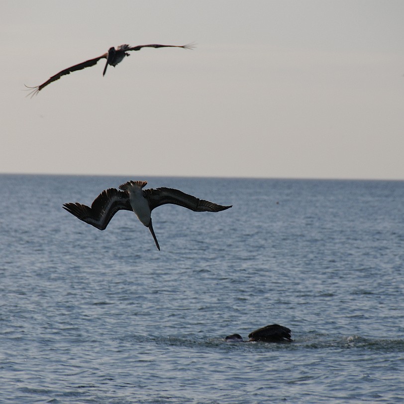 DSC_8378 Naples, Pier & Beach, Golf von Mexico, Florida, USA