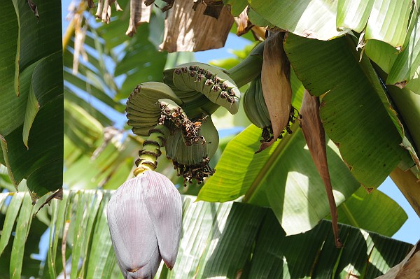 Homestead Fruit & Spice Park